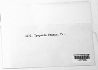 Tympanis fraxini image